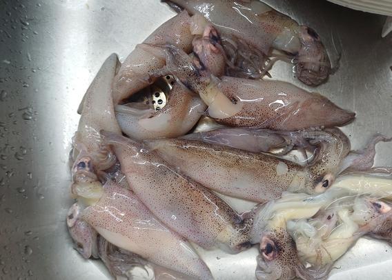 12 Tintenfische beim Waschen und Zerlegen