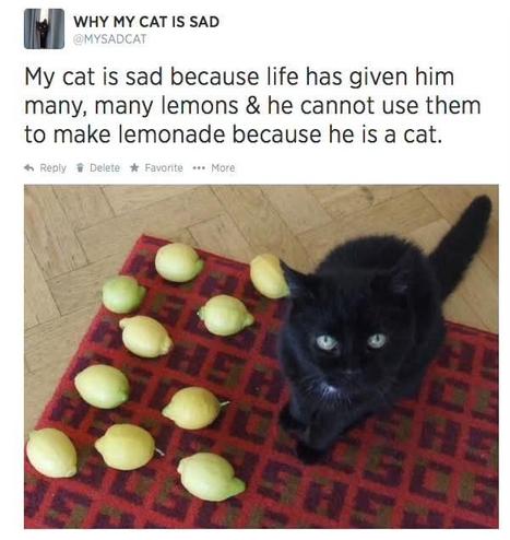 Screenshot if a social media post from an account called "WHY MY CAT IS SAD" which reads "My cat is sad because life has given him many, many lemons & he cannot use them to make lemonade because he is a cat." Underneath it is a photo of a black cat with green eyes, sitting on a red patterned carpet. To the left of the cat are 10 small lemons scattered on the carpet.