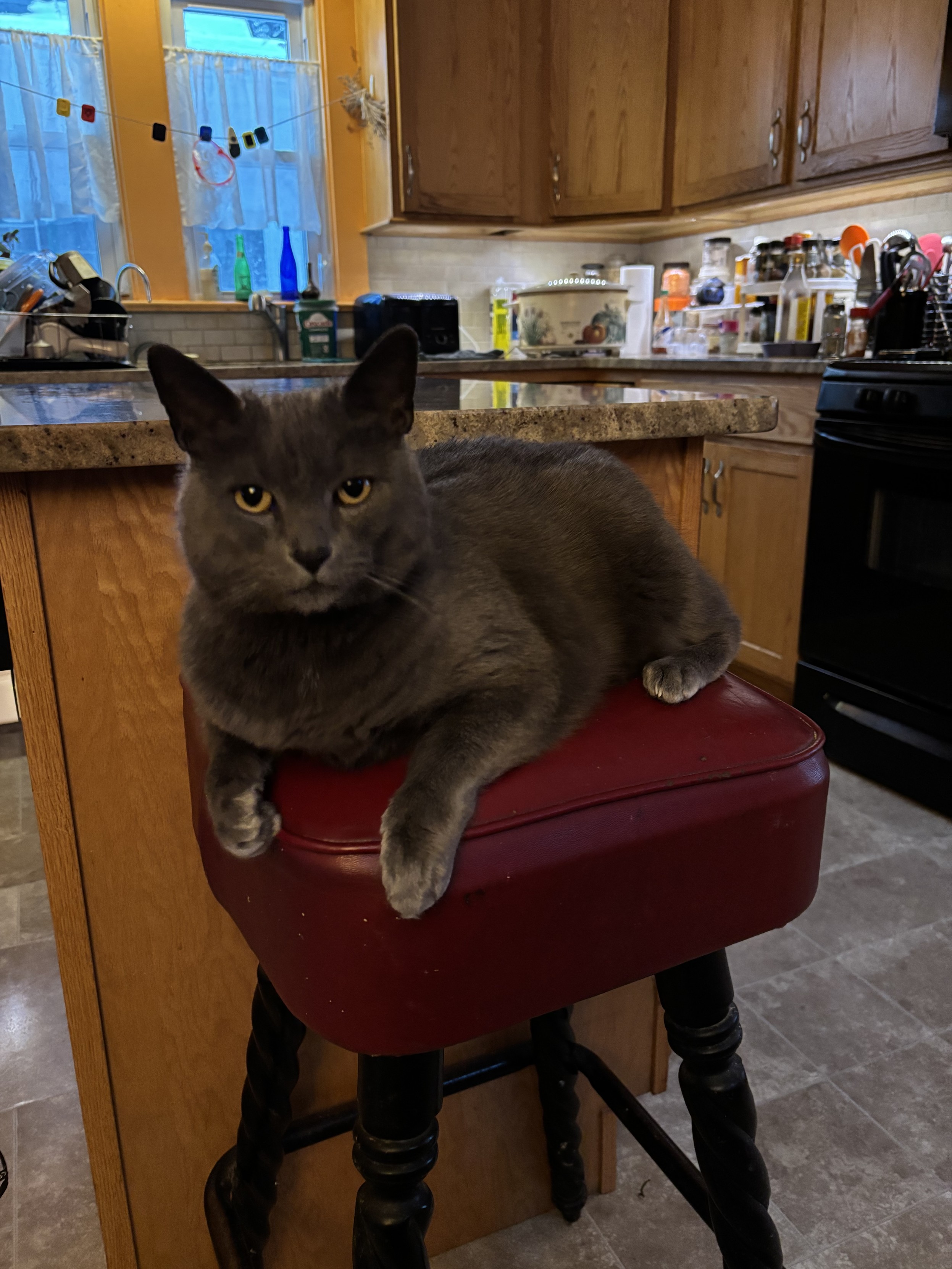 a grey cat is sprawled on a stool in tge kitchen, staring directly into the camera