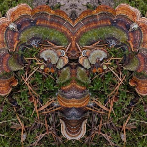 Symmetrical composition featuring mirrored segments of turkey tail bracket fungi & forest floor elements. Main subject is turkey tail fungus displaying concentric color banding from brown, orange & gray to green, contrasting with scattered dry pine needles ; green mossy background. Depth of field is shallow. The mirrored effect creates an abstract, almost Rorschach-like visual.