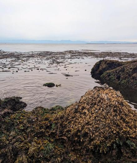 Wide shot of a tidal scene. Foregrounds features barnacle & seaweed-covered rocks. Shallow water extends to the midground, spotted with driftwood; the horizon line is roughly mid-image, where the water meets a light grey sky. Hazy mountain silhouette spans the distance. The composition guides the eye from the detailed foreground across the water to the blurred background.