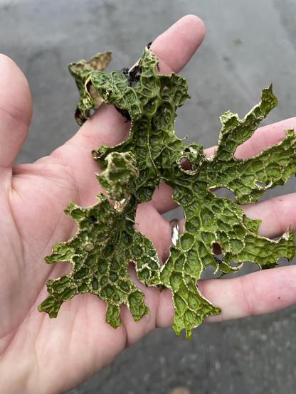 A multi fingered green lichen spread on my fingers
