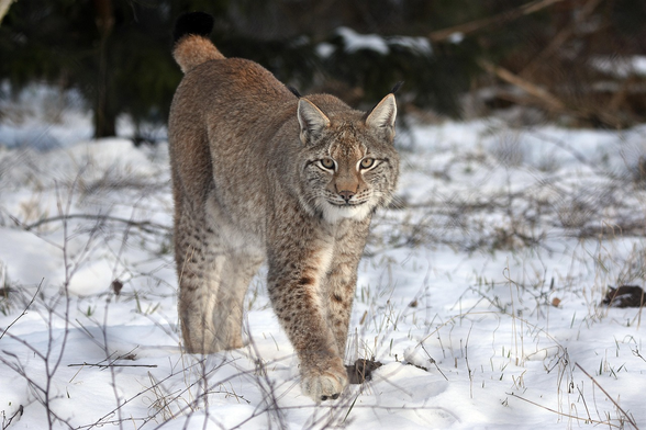 Photograph of a lynx in snow looking directly toward the camera.