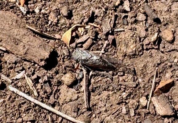 A small black/dark grey cicada sitting on a dirt lined track.