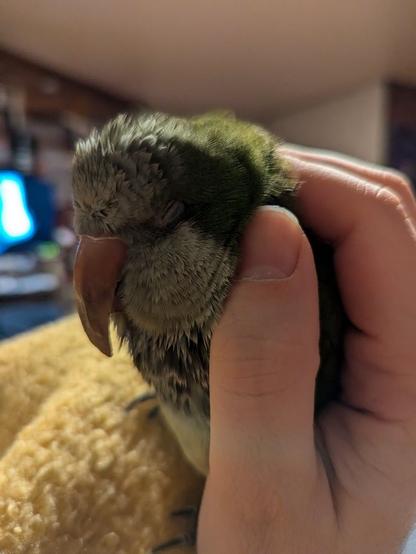 Fluffy but slightly wet green/white monk parakeet sitting on a yellow blanket, which covers my knee. His feet are positioned at different altitudes, since he's leaning on my hand, which shapes a C around him. His visible eye is closed.