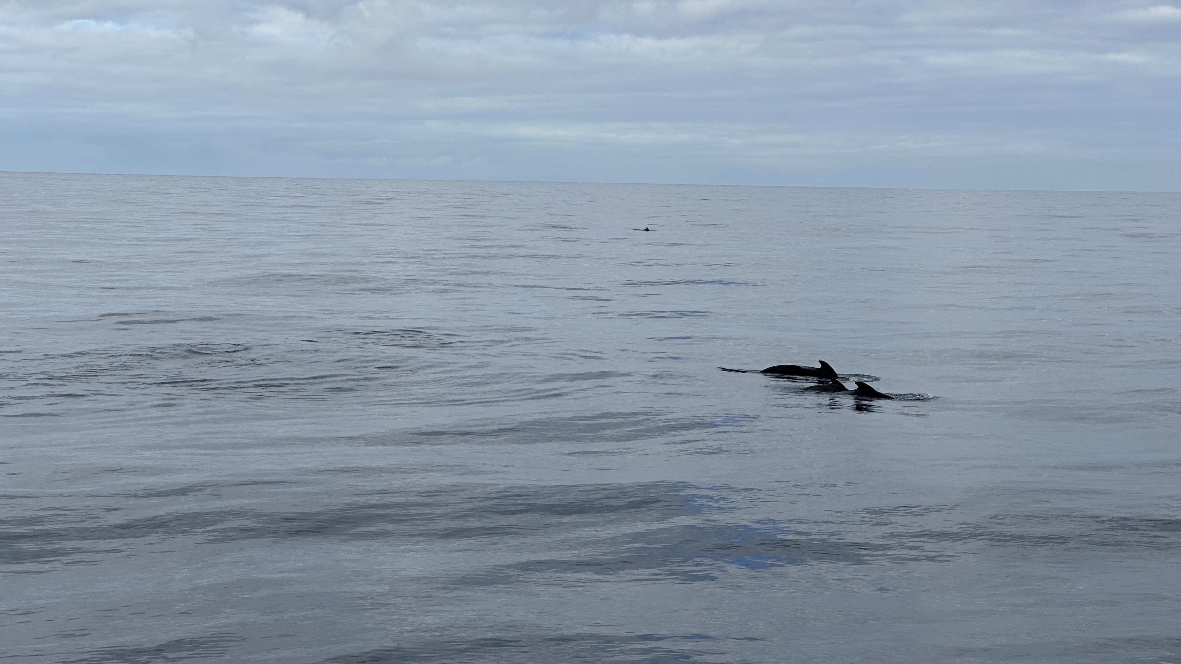 Two fins above the water.