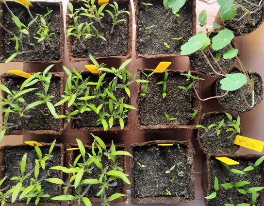 Photos vu de dessus de semis d’un mois 
Où l’on voit des tomates, des poivrons, des piments et des capucines vu de dessus
