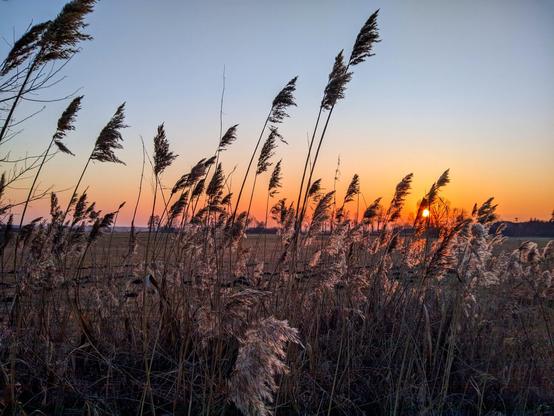 Zachodzące słońce malujące niebo na czerwono i pomarańczowo, widziane przez rozwiane wiatrem kity suchych traw.