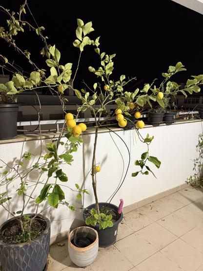 my little lemon tree with lemons in a pot on my balcony