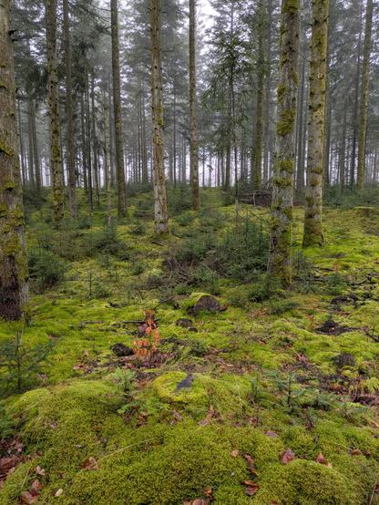 foto af en grøn, så grøn skovbund med mos og  en masse nøgne nåletræer