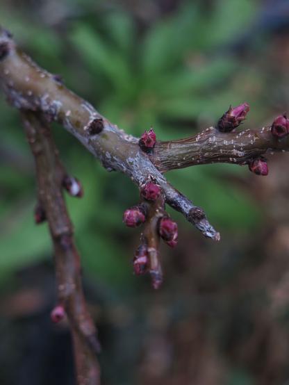 Nahaufname eines Zweiges einer Zwergmarille. Die Knospen sitzen mit ihrer roten Farbe auf dem braunen Zweig. Im unscharfen Hintergrund ist braunes Laub und das Grün einer Goldlack Pflanze zu sehen.