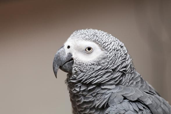 African Grey Parrot Psittacus erithacus