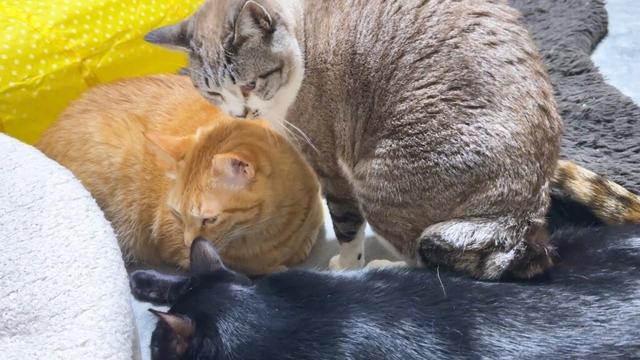 甘えん坊さんな姫猫が甘えた猫ちゃんにびっくり！本人もびっくり(笑)