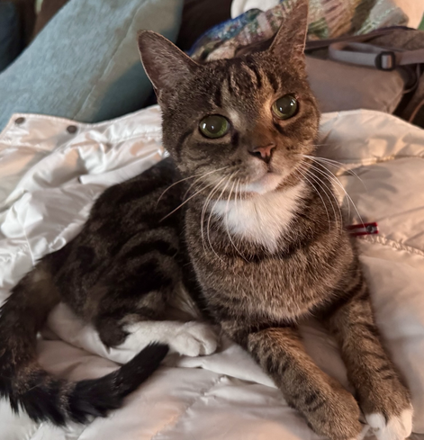 A small tabby cat looks at you with alert cute eyes.