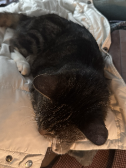 Another angle of the cat to showcase her potato like form.