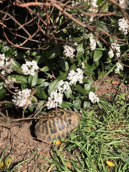 Une tortue d’Hermann prenant le soleil au pied d’un laurier-tin.