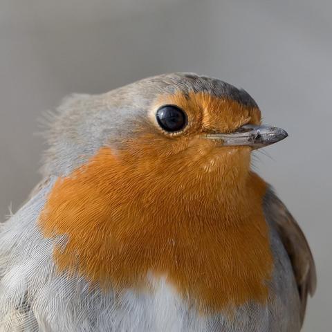 Punarinta. Robin.