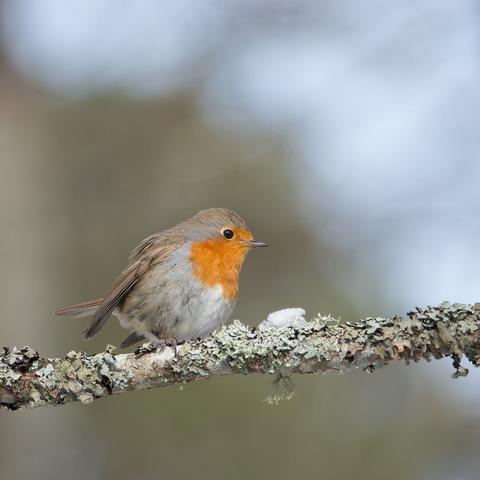 Punarinta. Robin.