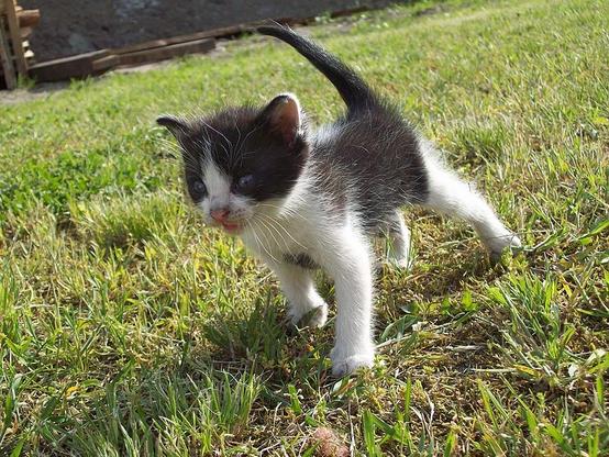 foto von einer babykatz mit schwarzweißem fell aus einer wiese