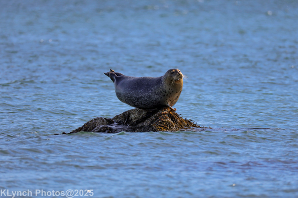 Balancing on a rock