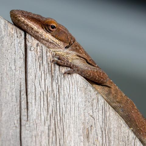 A close up of a green anole which has turned brown to blend in with the curved wooden surface it lays on. The anoles snout is in the top left corner and its brown body extends diagonally to the bottom right. Individual scales can be seen along its body and the eye is surrounded with golden highlights.