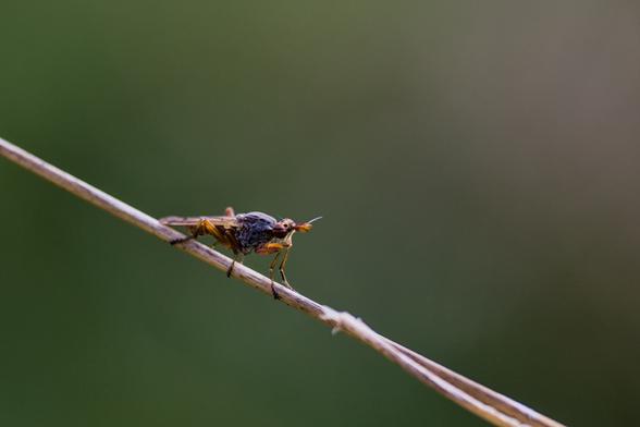 Das Bild zeigt eine Fliege, die auf einem dünnen, trockenen Grashalm sitzt. Der Hintergrund ist unscharf und grünlich-braun. Der Fokus liegt auf der Fliege, die detailliert dargestellt ist. Das Bild wirkt ruhig und naturnah.