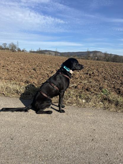 Ein schwarzer Labrador sitzt auf einem grauen Asphaltweg. Er trägt ein braunes Geschirr und ein hellblaues Halsband. Hinter dem Hund befindet sich ein braunes, gepflügtes Feld. Im Hintergrund sind Hügel und ein blauer Himmel mit weißen Wolken zu sehen.

Bereitgestellt von @altbot, generiert mit Gemini