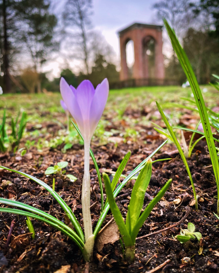 Purple spring flowers on forest floor with ruins in the background