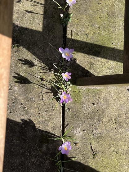 Lila blühende Krokusse wachsen aus den Ritzen zweier Steinplatten