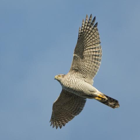 Kanahaukan saalistuslentoa.
Goshawk in flight hunting pigeons.