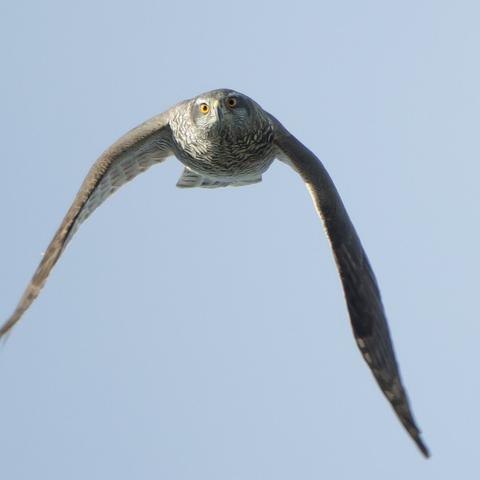 Kanahaukan saalistuslentoa.
Goshawk in flight hunting pigeons.