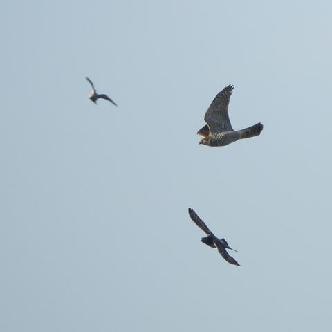 Kanahaukan saalistuslentoa.
Goshawk in flight hunting pigeons.