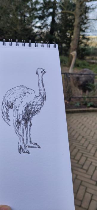 A drawing in black on white paper of an ostrich. On the right side of it, the model ostrich parading around in the background. It seems like the drawn and original ostrich are looking at each other.