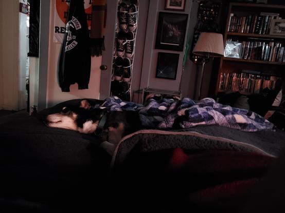 Photo of a sleeping black and white dog under blue, white, and grey blankets.