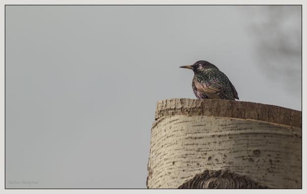 Ein Star hockt auf einem Baumstumpf einer Birke und zeigt sein schillerndes Gefieder vor einem gedämpften Hintergrund.

A starling perches on the stump of a birch tree and displays its iridescent plumage against a muted background.