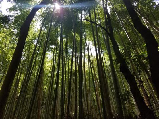 Shot of a dense bamboo forest, mystical green light among the trees. The sun is at the very top, with a flash of light on each side, horizontal.