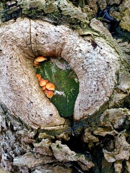 der blick geht auf die schnittfläche eines vor jahren nah am stamm abgesägten großen astes. der baum hat wundgewebe über den rand dieser schnittfläche wuchern lassen, das quillt in form eines hörnchens über den rand, erinnert an diese kragenkissen, die man sich im flugzeug um den hals legt, damit der kopf beim schlafen nicht wegsackt. dieses nackenhörnchen ist hell braun-grau, die gerade schnittfläche ist dagegen tief grün von algen die auf der oberfläche wachsen. eingezwängt in die spalte zwischen wundgwebe und schnittfläche wachsen eine handvoll kleiner leuchtend orange pilze, bilden einen starken kontrast zum grün