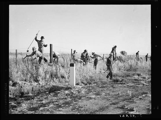 The image depicts a group of migrant agricultural workers, specifically cotton hoers, taking a break from their labor at the end of the day. These individuals are shown in an open field with dry vegetation under bright sunlight, indicative of hot and arid conditions typical to California's Central Valley region.

Several people can be seen bending down or crouching on one knee while extending long-handled tools into the ground where cotton bushes might have been recently cut. The workers appear focused on their task despite wearing casual clothing with hats for sun protection. In the foreground, a wooden post is visible standing alone in the field.

The group's attire and posture suggest fatigue from hours of manual labor under strenuous conditions. This image captures a snapshot of life during times when migrant agricultural labor was integral to California’s farming economy but also subject to exploitation due to poor working conditions and low wages.