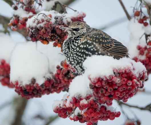 Osa kottaraisista voi talvehtia Etelä-Suomessa, kun marjasato on runsas ja ruokaa riittää.
Some starlings can winter in Southern Finland when the berries are plentiful and there is enough food.