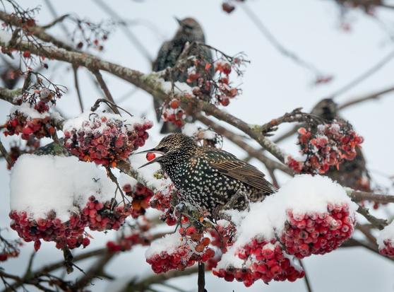 Osa kottaraisista voi talvehtia Etelä-Suomessa, kun marjasato on runsas ja ruokaa riittää.
Some starlings can winter in Southern Finland when the berries are plentiful and there is enough food.