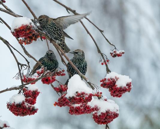 Osa kottaraisista voi talvehtia Etelä-Suomessa, kun marjasato on runsas ja ruokaa riittää.
Some starlings can winter in Southern Finland when the berries are plentiful and there is enough food.