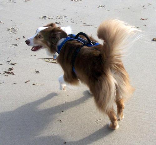 A brown and white Mini Australian Shepherd trotting on damp sand.