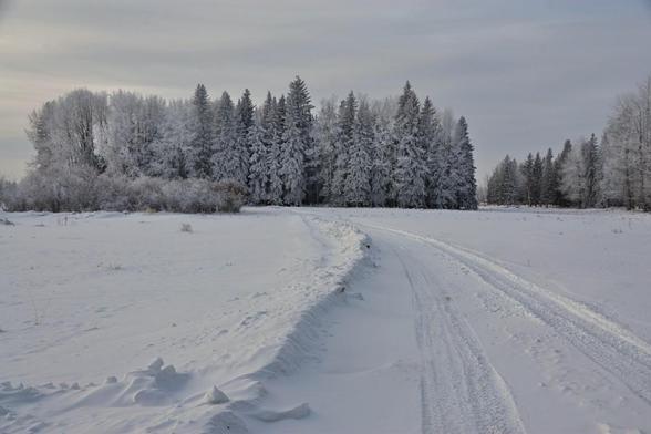 We are standing on a bush road- a mostly undeveloped roadway through field and woodland on the farm. Here the snow-covered road, with snow ploughed to one side from earlier snow over the season, gently curves across a wide open area of wetland edge. To the right, mostly out of sight, is a strip of woodland, to the left wetland, some open grassy with willows ahead on the left which hide the road's curve. Straight ahead is a patch of mixed woods with poplars and spruce, some quite old/large. The ground is nearly smooth white, the trees all quite heavily frosted and snow coated, varying with exposure from white through silver and pewter to some darker lightly frosted spruce.