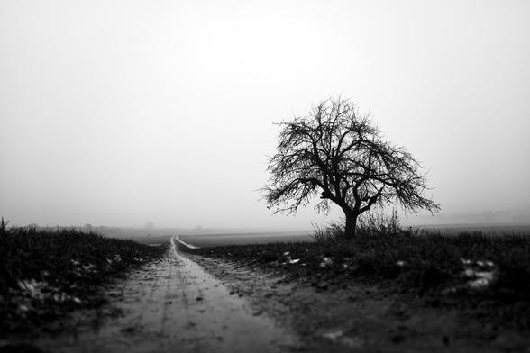 black and white. landscape format. a foggy, cold day in January. i'm standing on a frosty, wet dirt road. low camera position close to the ground. in the foreground, the path takes up the full width of the picture and then narrows into the picture depth. to the right of the path stands a bony, leafless fruit tree, decorating the landscape.