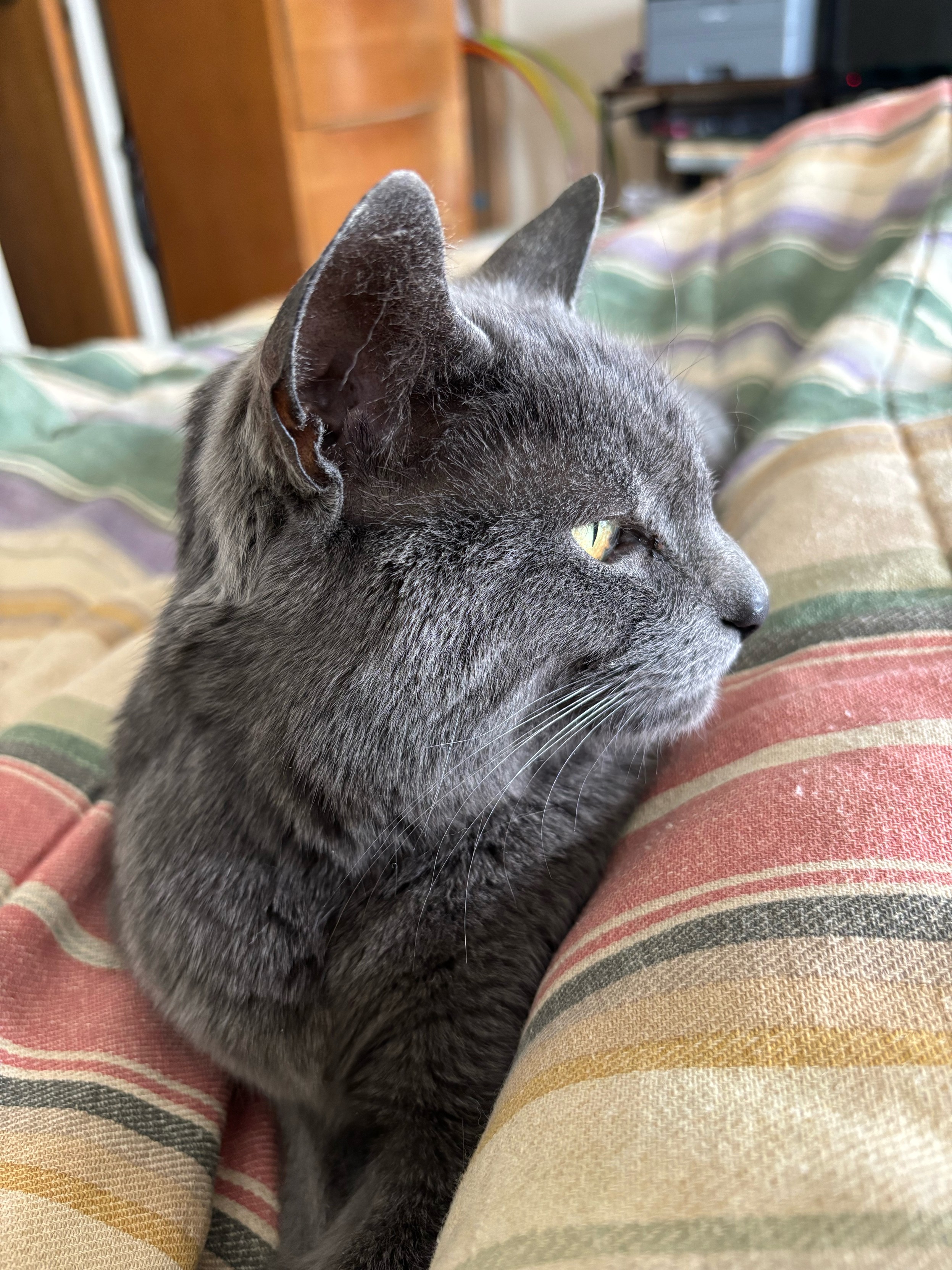 a grey cat on a bed, mostly enveloped in a blanket