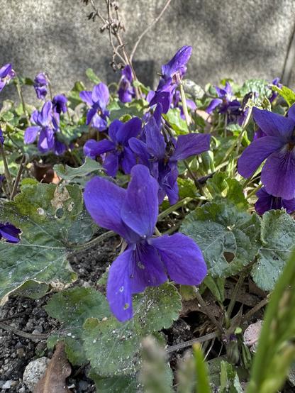 Bluish-violet violets, with dry, dirty and broken leaves, but lots of very intense violet flowers