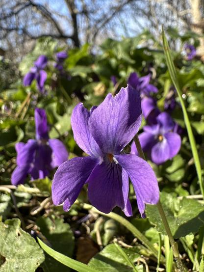 A close-up of a classically violet violet flower