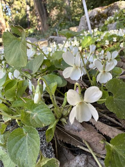 A patch of white violet flowers in a park