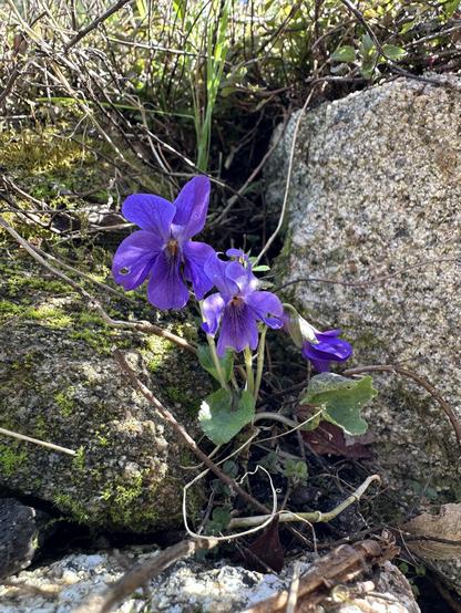 A small plant of violets growing between stones