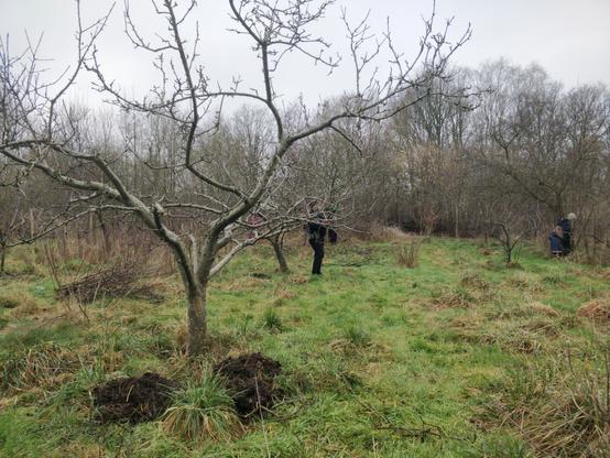 Foto van bomen met paardenkak rondom de boomspiegel.